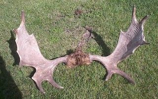 LARGE Moose 16 Point Shed Taxidermy Horns 38 x 25 Antlers