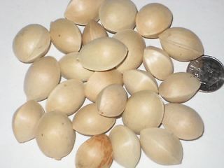 10 Ginkgo Biloba Bonsai Tree Seed Pack Maidenhair