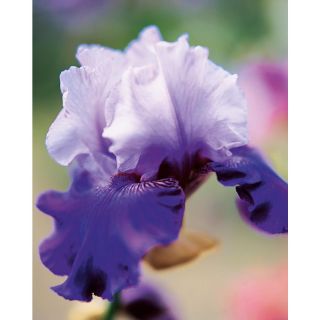 Shop Garden State Bulb 3 Pack Best Bet Bearded Iris (LB20132) at Lowes 