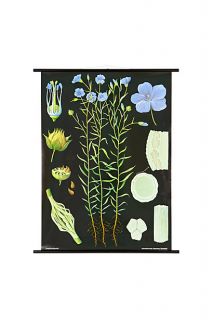 flax botanical chart   Anthropologie