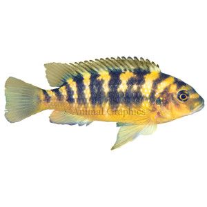 Bumblebee African Cichlid   African Cichlids   Fish   