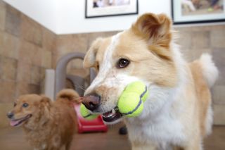 Our play area is full of ways for your dog to have fun From playing 