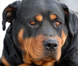 Large breed dogs, such as Rottweilers, are at risk for hip dysplasia.