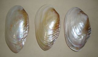 Bestshells S/3 Polished Fresh Water Giant Clams 215 mm / 8.5 