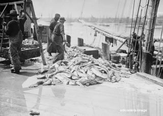 Unloading Gortons Codfish Cod Fish Gloucester MA photo