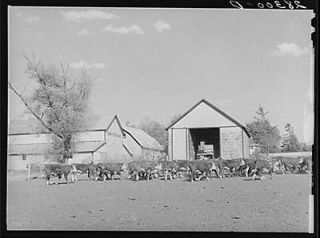 Feeder cattle on Plager farm. Grundy County,Iowa