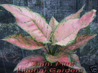 Aglaonema Variegated Siam Pink New House Plant