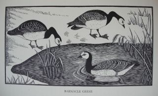 ANTIQUE Original Daglish 1948 Woodcut / Etching of Bird Birds 