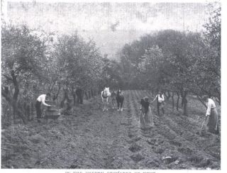 1907 cc photo image cherry orchards of kent pickers horses
