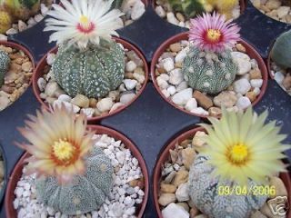   asterias kabuto MIX sand dollar cacti rare cactus kiko seed 20 SEEDS