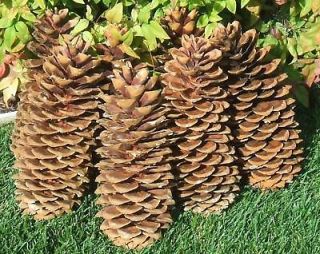   25 of joy s golden oregon mt sugar pine cones 10 long  15