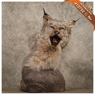 10752 N+  Pedestal Alaskan Lynx Shoulder Taxidermy Head Mount 