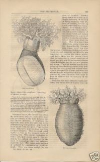 1874 sea creatures trawl net fish commission article time left