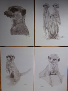 meerkats meerkat ltd edt drawing print 4 diff available from