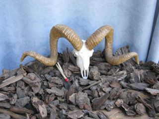 marco polo horns sheds miniature polymer argali bighorn whitetail neat