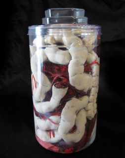 Lifesize Human Intestines Guts in Lab Jar Scary Halloween Haunted 