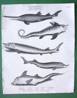 FISHES Chimaera Sturgeon Sterlet Saw Fish Sea Monster   1809 Antique 