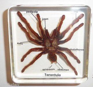 Collectibles  Animals  Insects & Butterflies  Spiders