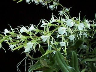 oeoniella polystachys species orchid  13 00 buy