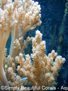 Pet Supplies  Aquarium & Fish  Coral  Leather & Soft Coral
