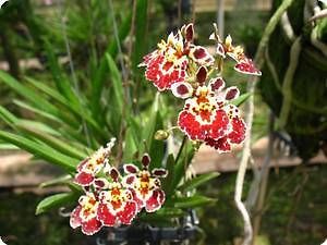 orchid oncidium tolumnia jairak firm marooni from france time