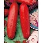   Heirloom Organic Red Hmong Cucumber 10+ Seeds DeliciousCOMB SHIPPING