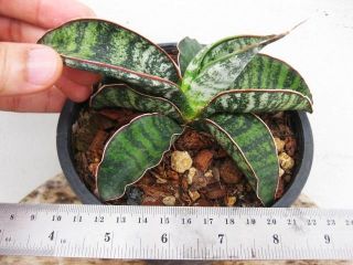 sansevieria tiger blue nice stripe plant in 5 pot from