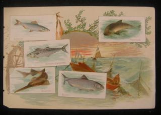 sardine porpoise sawfish shad c 1890 chromolithogra ph time left