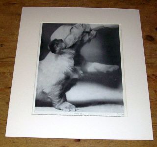 skye terrier baby puppy vintage mounted print 1935 36 time