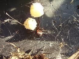Black Widow Spider Egg Sac [2 Egg Sacs] preserved in alcohal free 