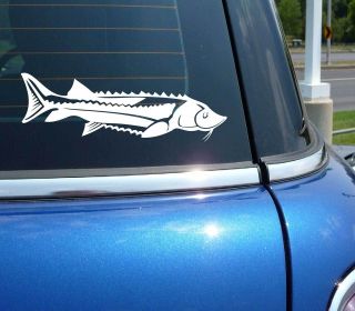 STURGEON FISH FISHING BAIT GRAPHIC DECAL STICKER VINYL CAR WALL