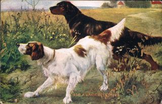 Dog Postcard A Brace Of Setters Two Setters Greeti​ngs From Thompson 