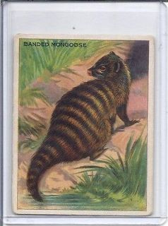 t29 1911 hassan animals banded mongoose  4