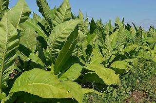 1000 tobacco virginia gold seeds from lithuania 