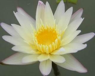 100SEEDS WHITE DAY WATER LILY pond plants +FreeDocument