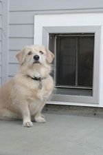 plexidor medium wall unit satin dogs up to 40 lbs