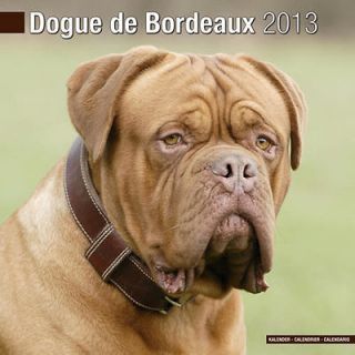 dogue de bordeaux 2013 calendar 10096 13 