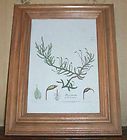 JAMES SOWERBY Framed authentic antique Hand colored Print 1841 Hypnum 