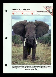 AFRICAN ELEPHANT FOLD OUT INFO SHEET WIL​DLIFE FACT FILE #1