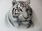Charles Frace WHITE TIGER head Limited Edition signed Wildlife art