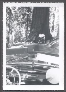Unusual Photo Window View Redwoods Tour Bus & 1949 Cadillac 
