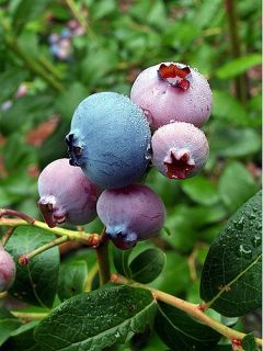 Southern Belle Blueberry Plant Loves Hot Weather
