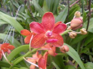 Orchid (Vasco. Roll on Red x Vanda denisoniana) #2 BIG healthy plant 