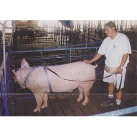   Harness Tether AI Breeding Hogs Pigs Adjustable Pig Harness
