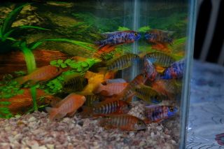 Tropical Fish African Cichlids Show Quality Peacocks 3 Strains 9 Fish 