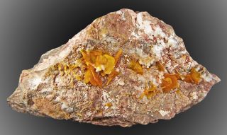 Orangetabular Wulfenite Crystals to 4 Los Lamentos