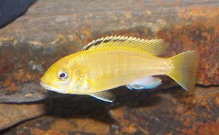 Tropical Fish African Cichlids 1 Electric Yellow Labs from 