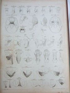 1749 Extremely RARE C18 Medical Elephant Folio Atlas 1st Ed Albinus 
