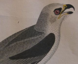 Alexander Wilson H C Antique Bird Print White Hawk