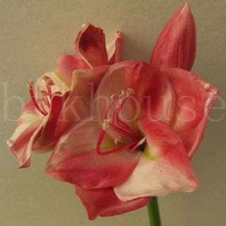 22 Amaryllis Artificial Flower Nearly Natural Feel Real Touch Home 